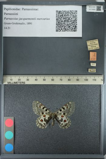 Media type: image;   Entomology 174828